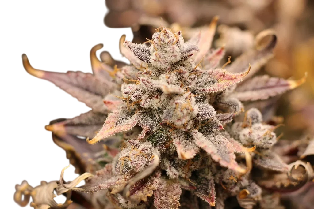 El Chemi Kiwi Auto – Produktansicht