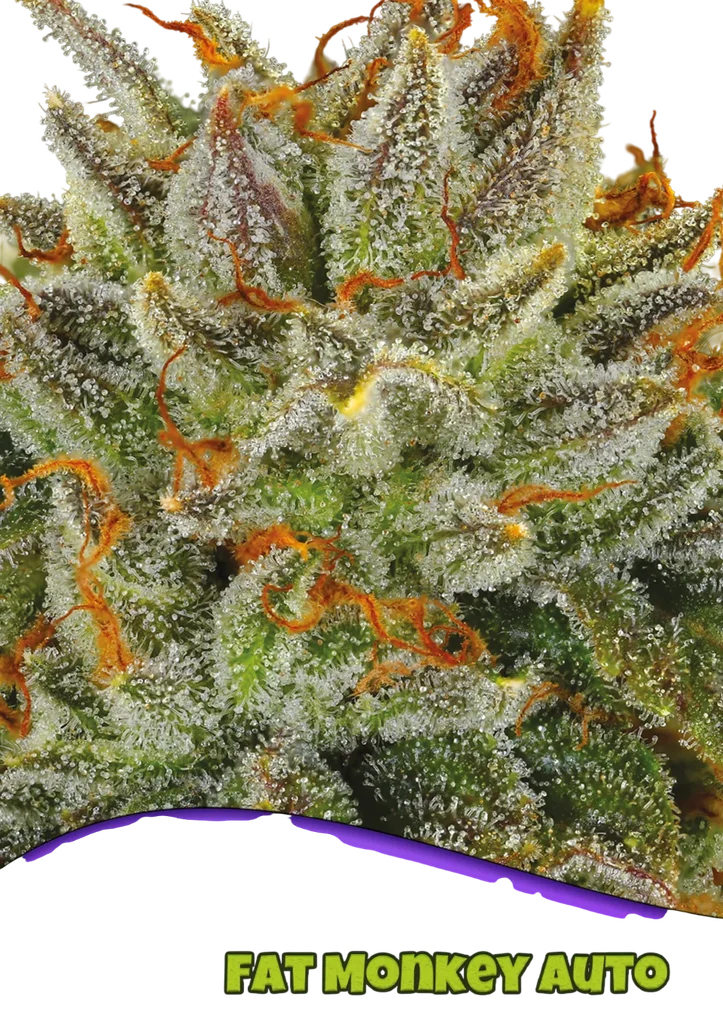 Fat Monkey Auto – Produktansicht