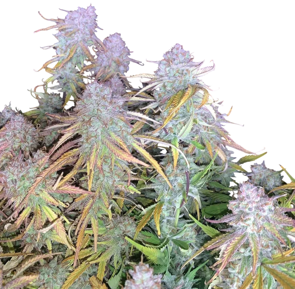 Funky Mangifera Auto – Produktansicht