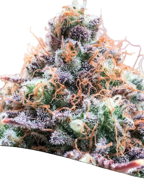 Future Island | PHOTOFEM | Anesia Seeds