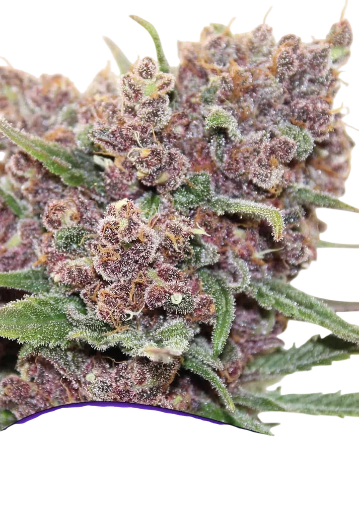 Gelato Dream – Produktansicht