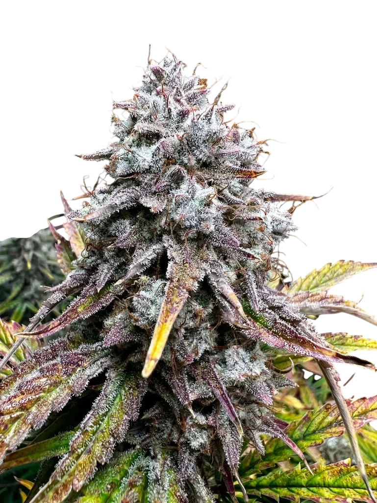 Girl Scout Monkeys Auto | AUTOFEM | Mephisto Genetics