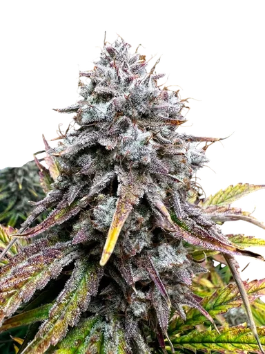 Girl Scout Monkeys Auto