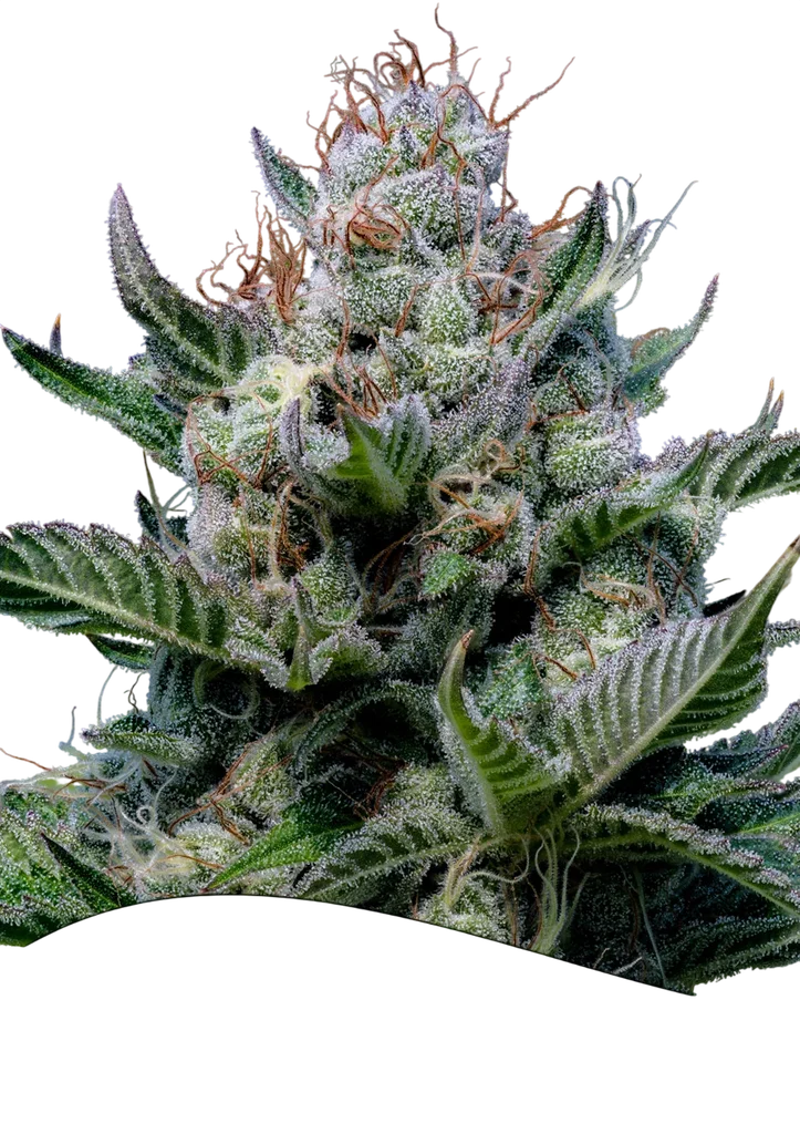 Green Apple Juice Auto – Produktansicht