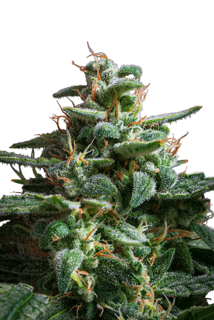Hartwell’s Rosé Auto | AUTOFEM | Mephisto Genetics