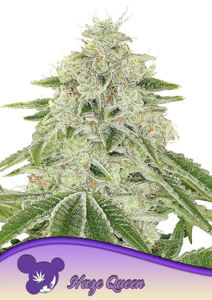 Haze Queen – Produktansicht