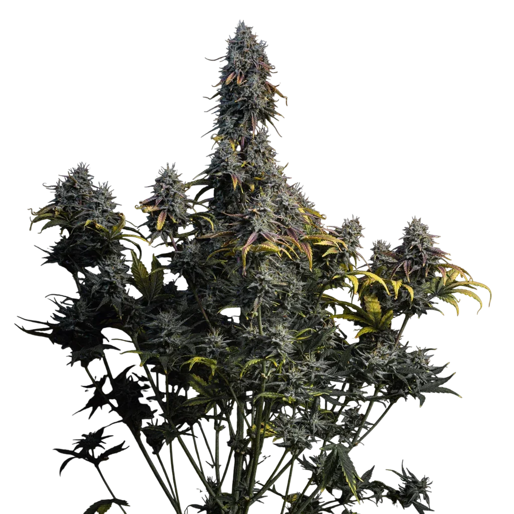 Marley's Grin Auto – Produktansicht
