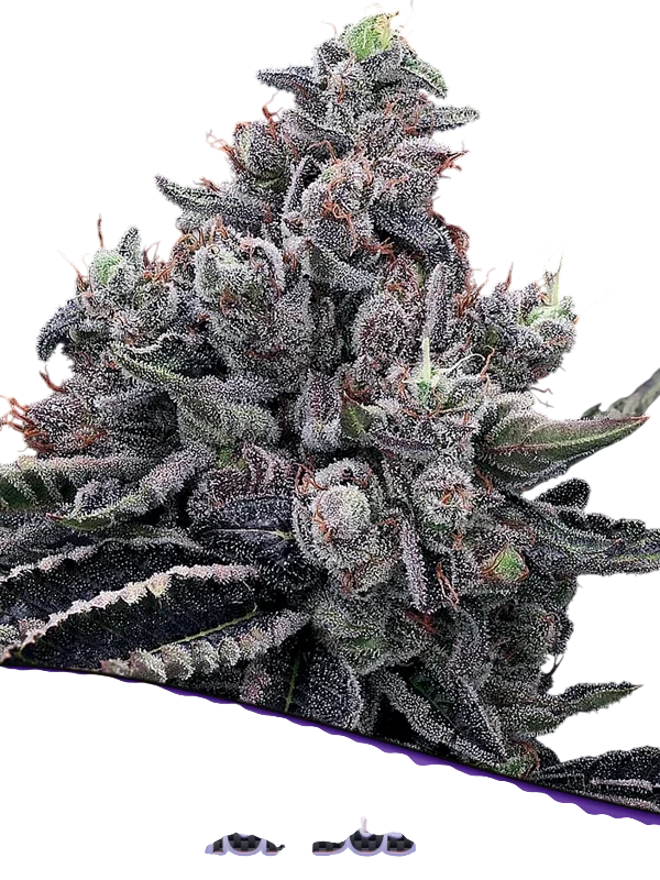 Mob Boss – Produktansicht