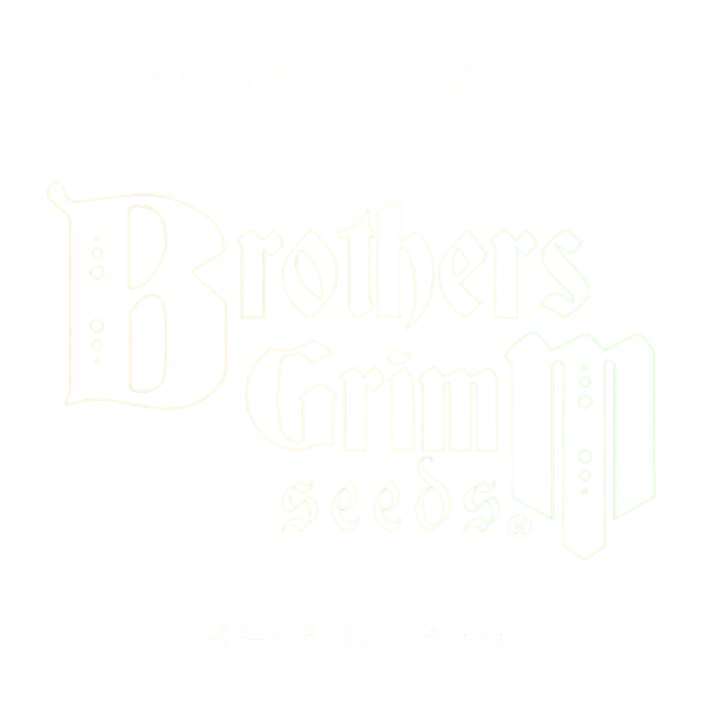 Mota Hari – Produktansicht
