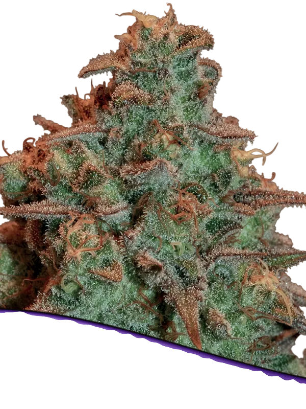 Nova OG Auto | AUTOFEM | Anesia Seeds