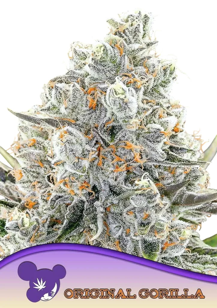 Original Gorilla #4 – Produktansicht