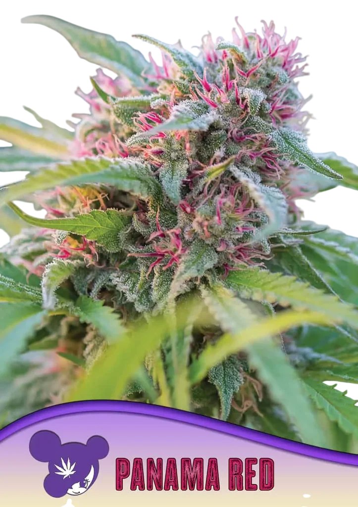 Panama Red – Produktansicht