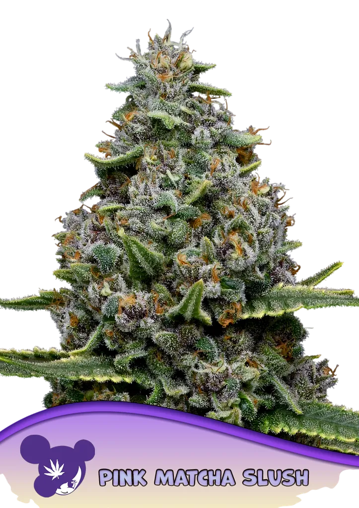 Pink Matcha Slush | PHOTOFEM | Anesia Seeds