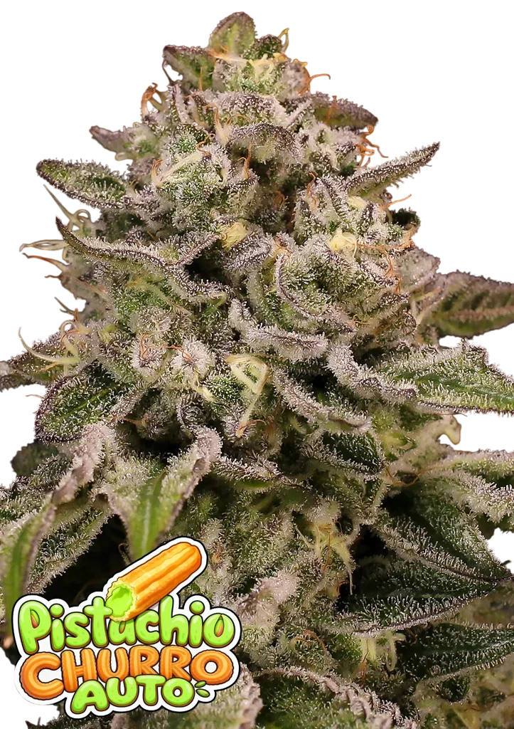 Pistachio Churro Auto – Produktansicht