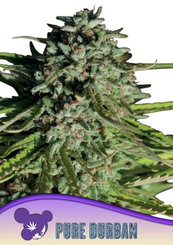 Pure Durban – Produktansicht