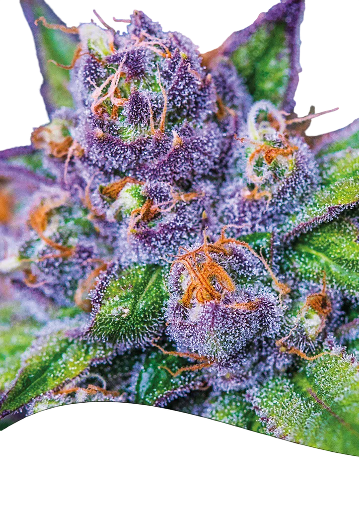 Purple Domina Auto | AUTOFEM | Anesia Seeds