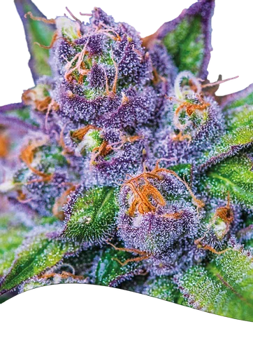 Purple Domina Auto