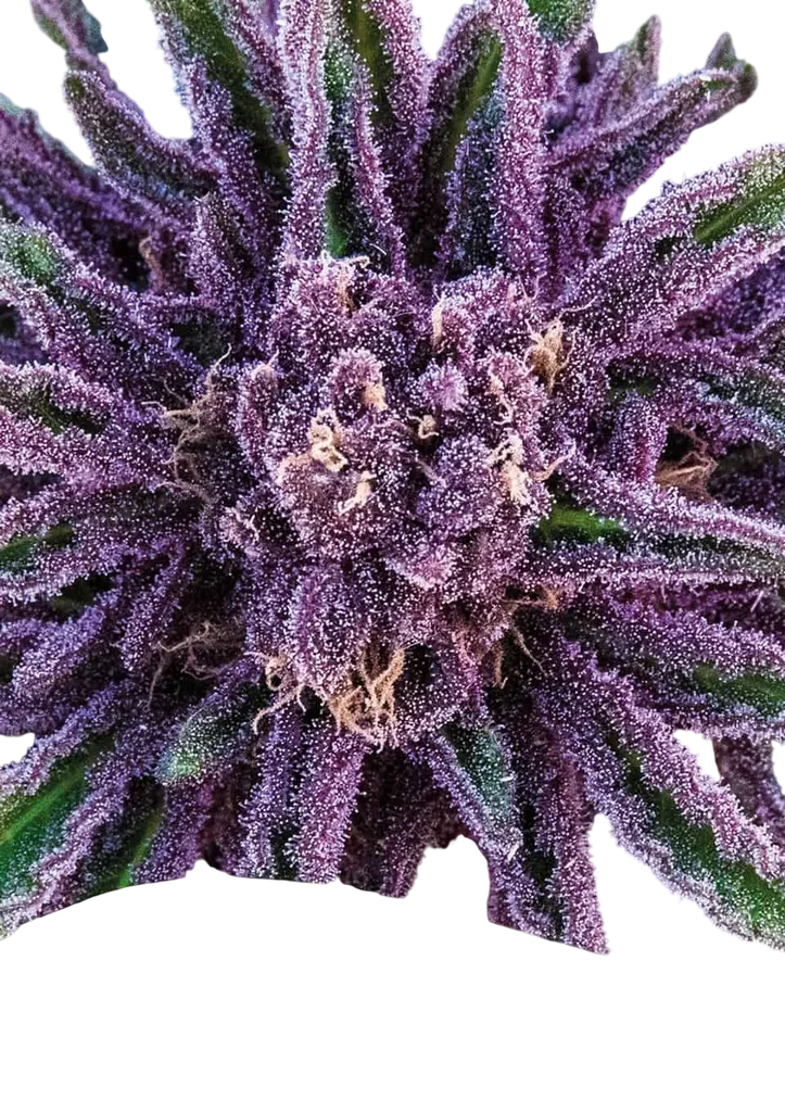 Purple Thai – Produktansicht