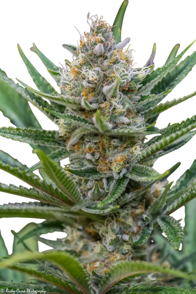 Queen of Soul | PHOTOREG | Brothers Grimm Seeds