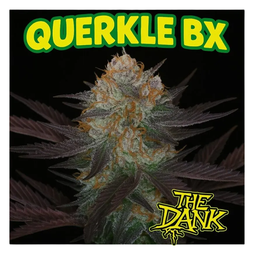 Querkle BX | PHOTOREG | Brothers Grimm Seeds