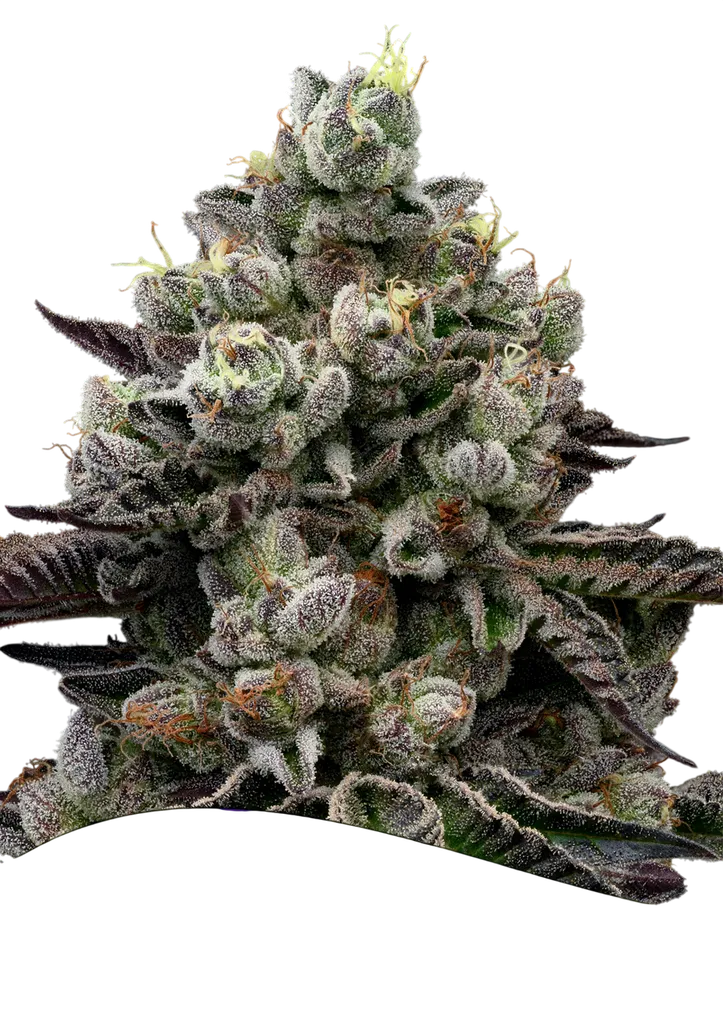 Red Banana Pudding | PHOTOFEM | Anesia Seeds