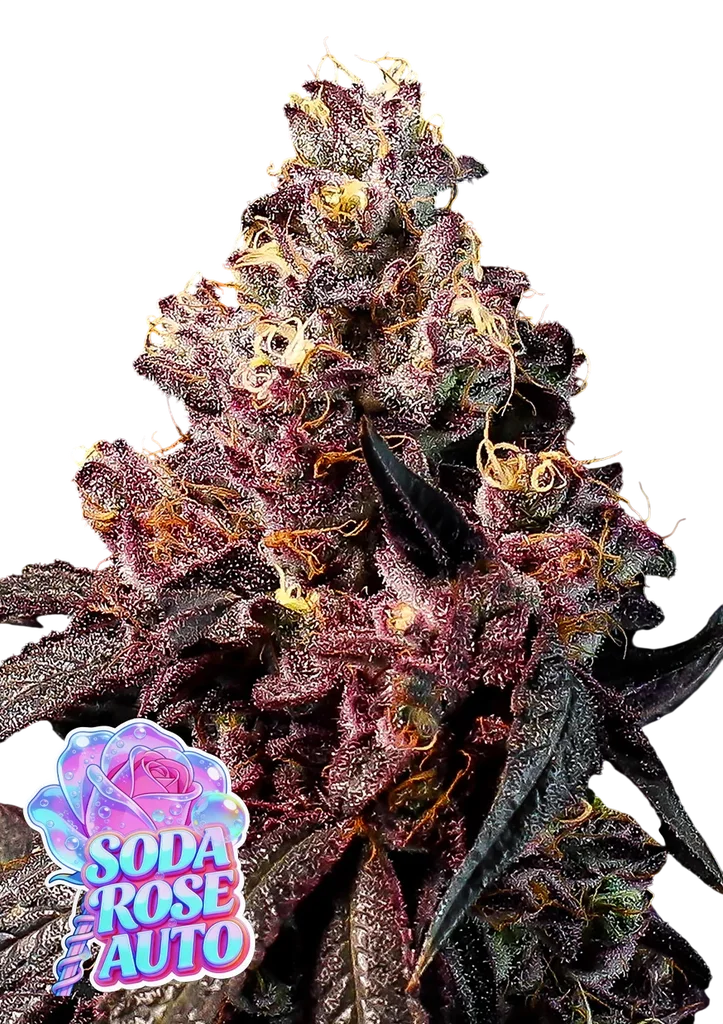 Rose Soda Auto – Produktansicht