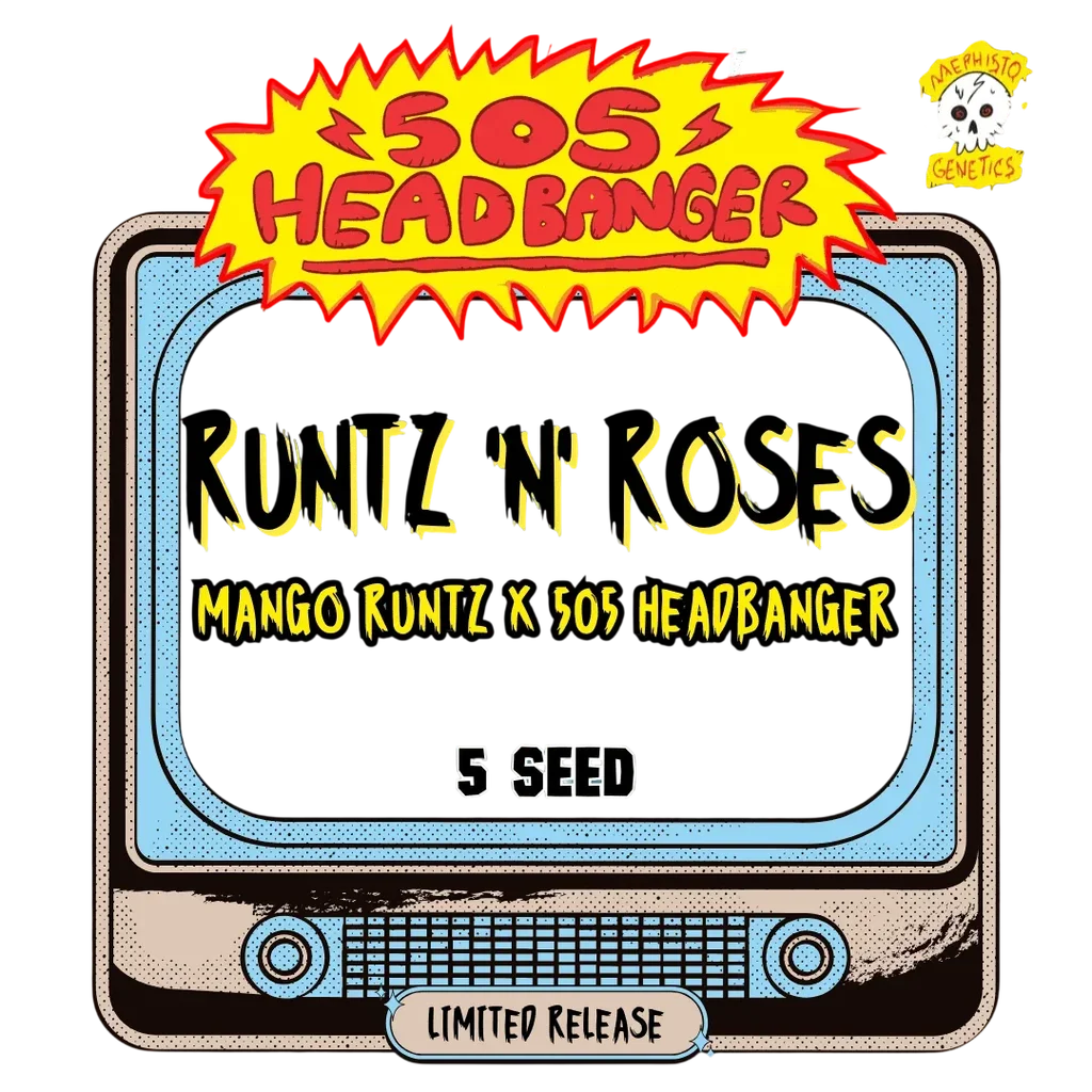 Runtz 'n' Roses Auto – Produktansicht