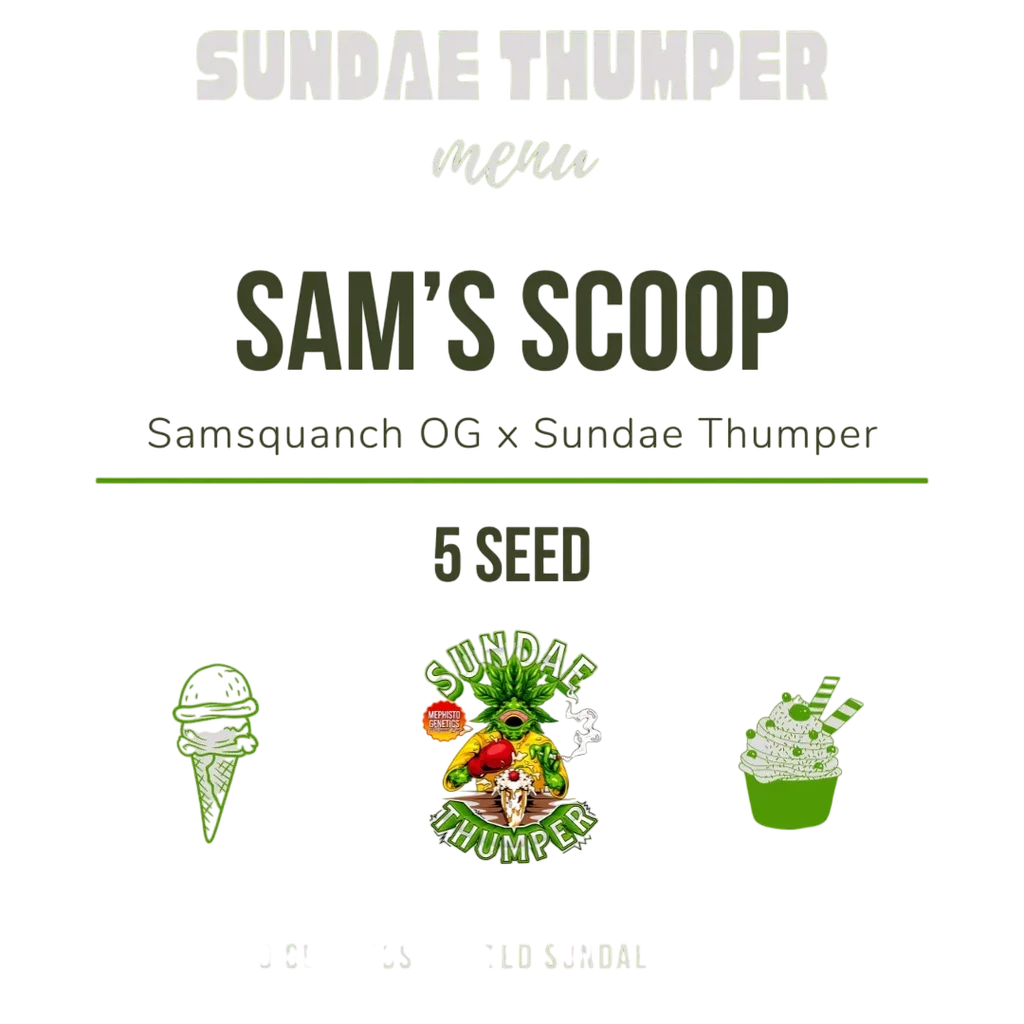 Sam's Scoop Auto – Produktansicht
