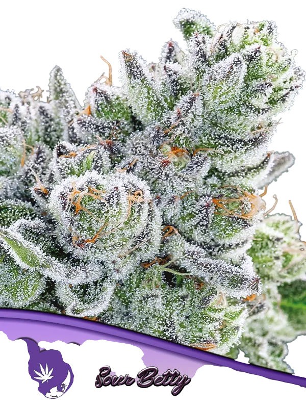 Sour Betty | PHOTOFEM | Anesia Seeds