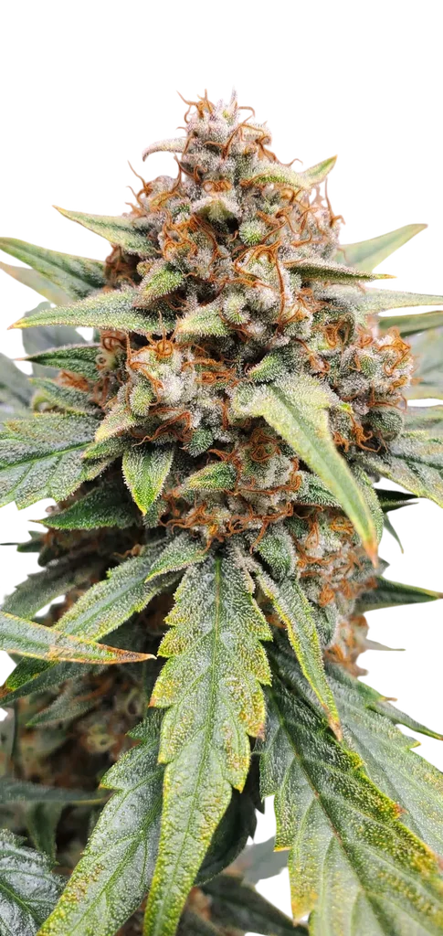 Strawbba the Hutt Auto – Produktansicht