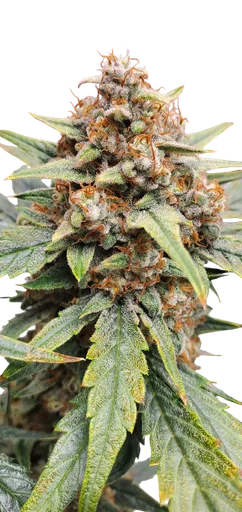 Strawbba the Hutt Auto