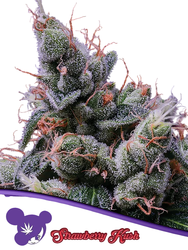 Strawberry Kush | PHOTOFEM | Anesia Seeds