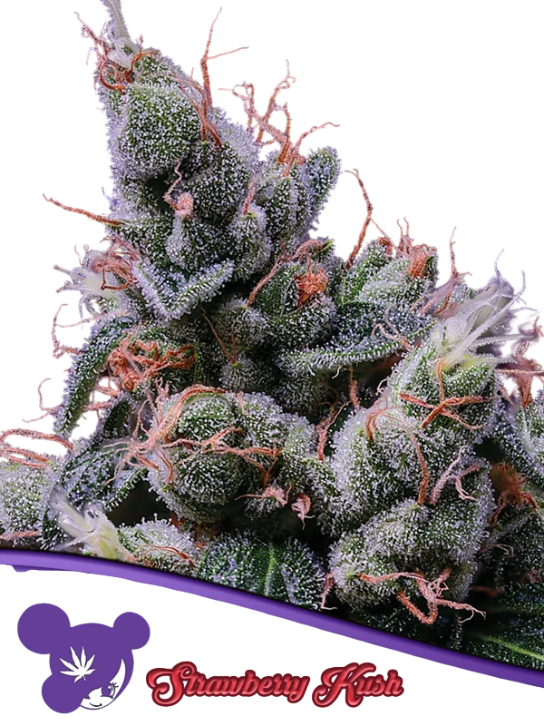 Strawberry Kush – Produktansicht