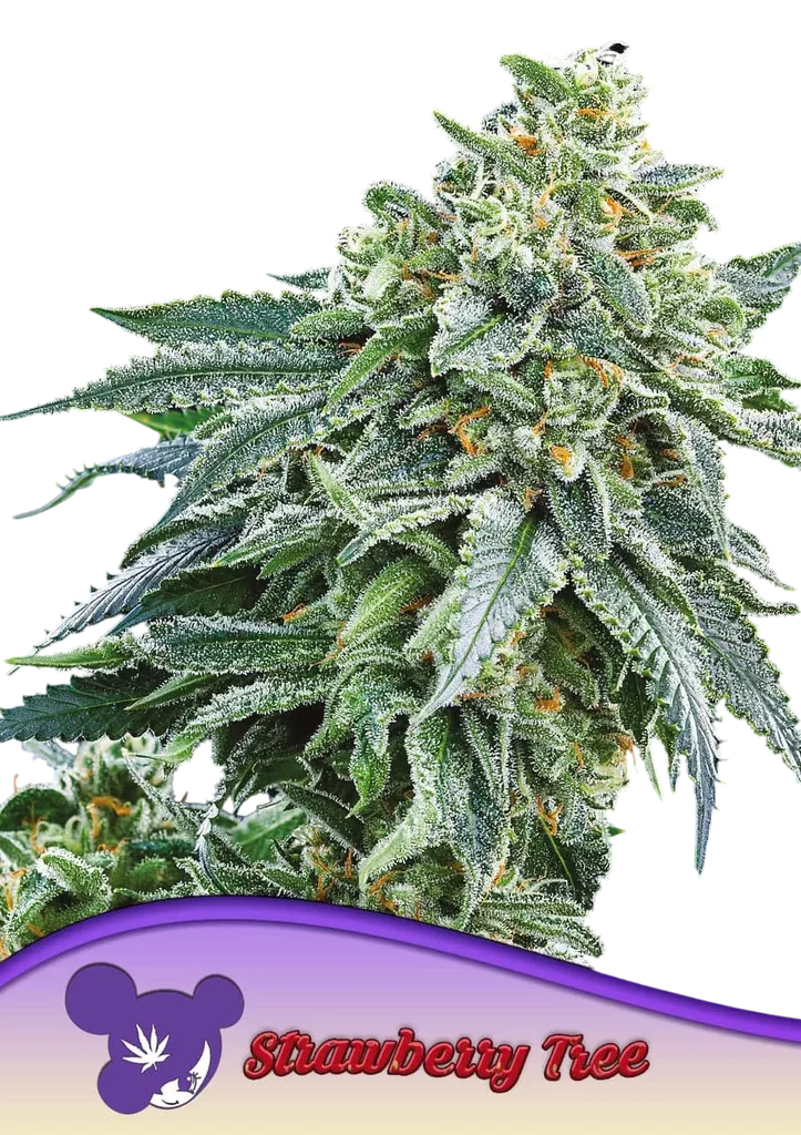 Strawberry Tree – Produktansicht