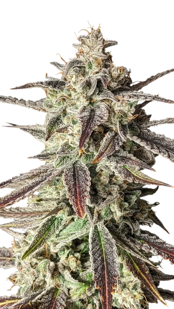 Tinto de Verano Auto | AUTOFEM | Mephisto Genetics