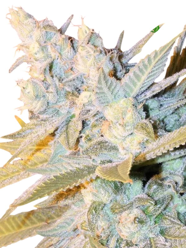 Triple Cheese Auto | AUTOFEM | Anesia Seeds