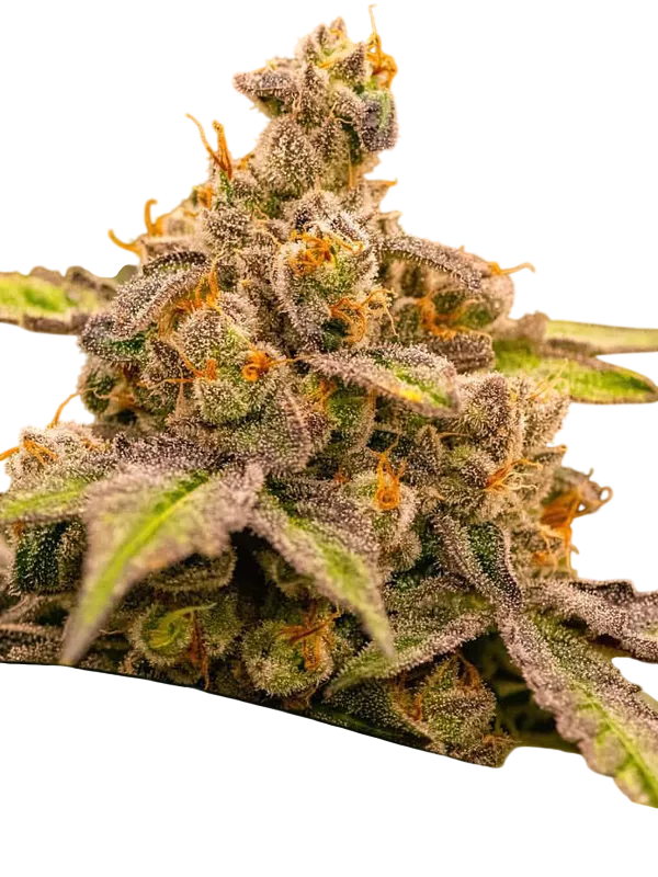 UMME | PHOTOFEM | Anesia Seeds