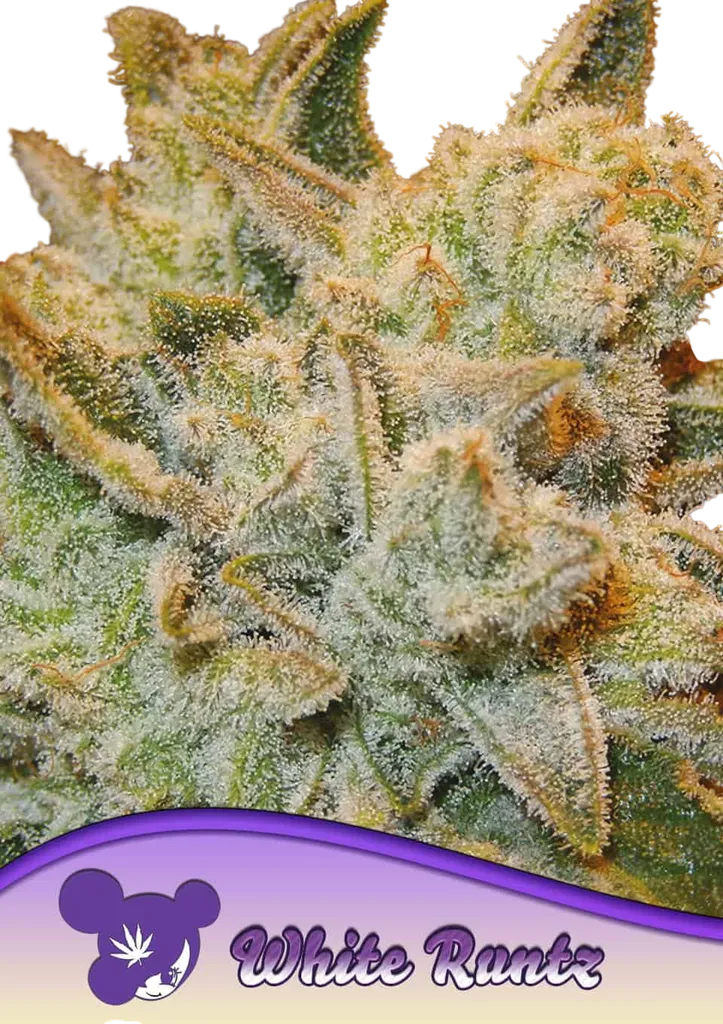 White Runtz | PHOTOFEM | Anesia Seeds
