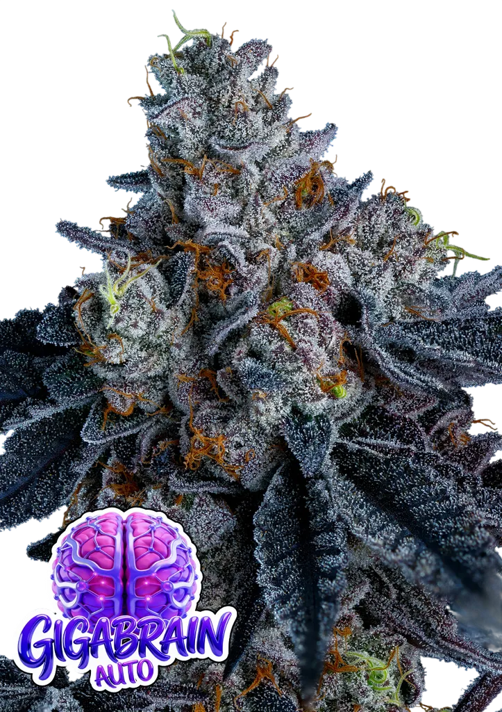 Giga Brain Auto | AUTOFEM | Anesia Seeds