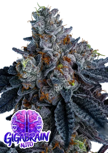 Giga Brain Auto