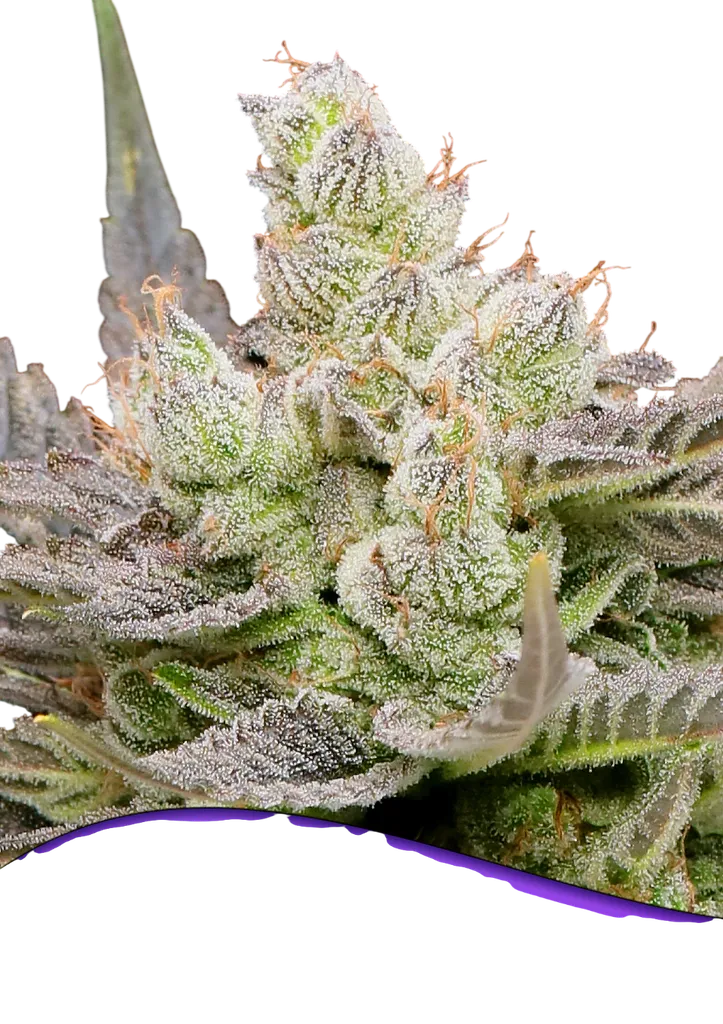 Glowberry Rush Auto | AUTOFEM | Anesia Seeds