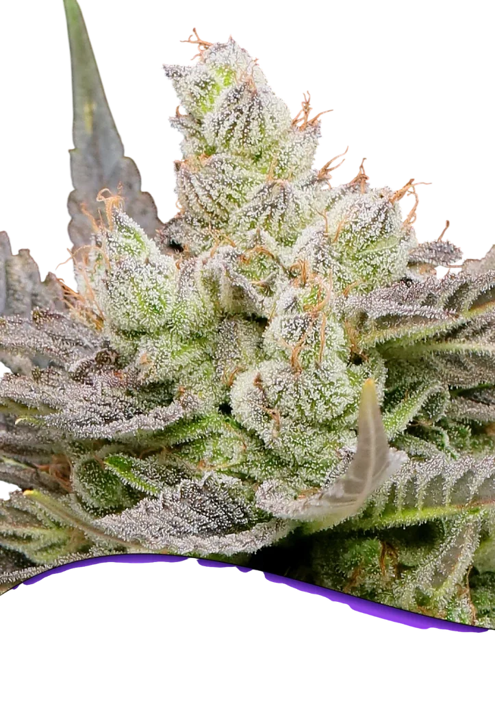Glowberry Rush Auto – Produktansicht