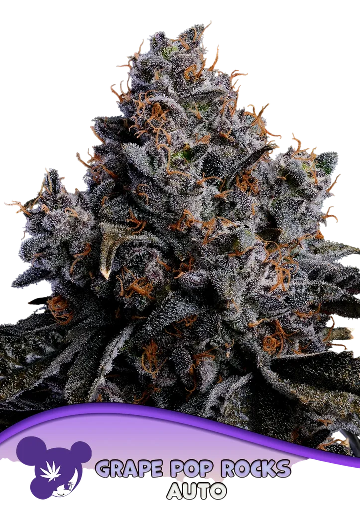 Grape Pop Rocks Auto – Produktansicht