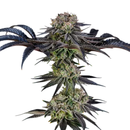 Julian Marley Special