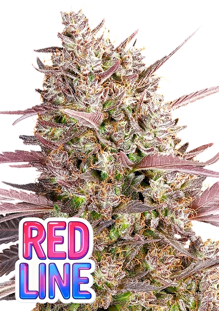 Red Line – Produktansicht