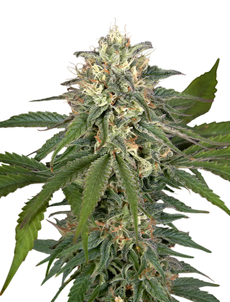 Hawaiian Snow x Amnesia x Face Off | PHOTOFEM | Greenhouse Seed Co.
