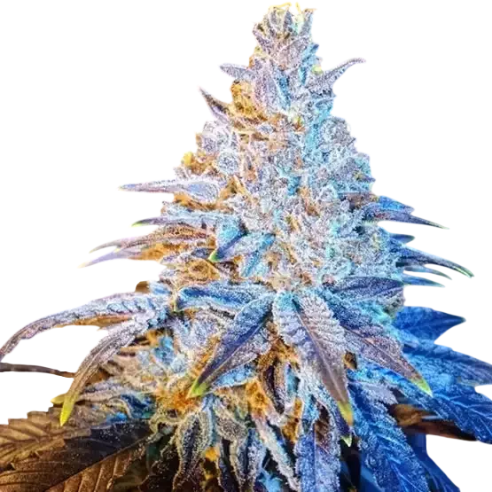 Mandarin Sunset | PHOTOFEM | Ethos Genetics
