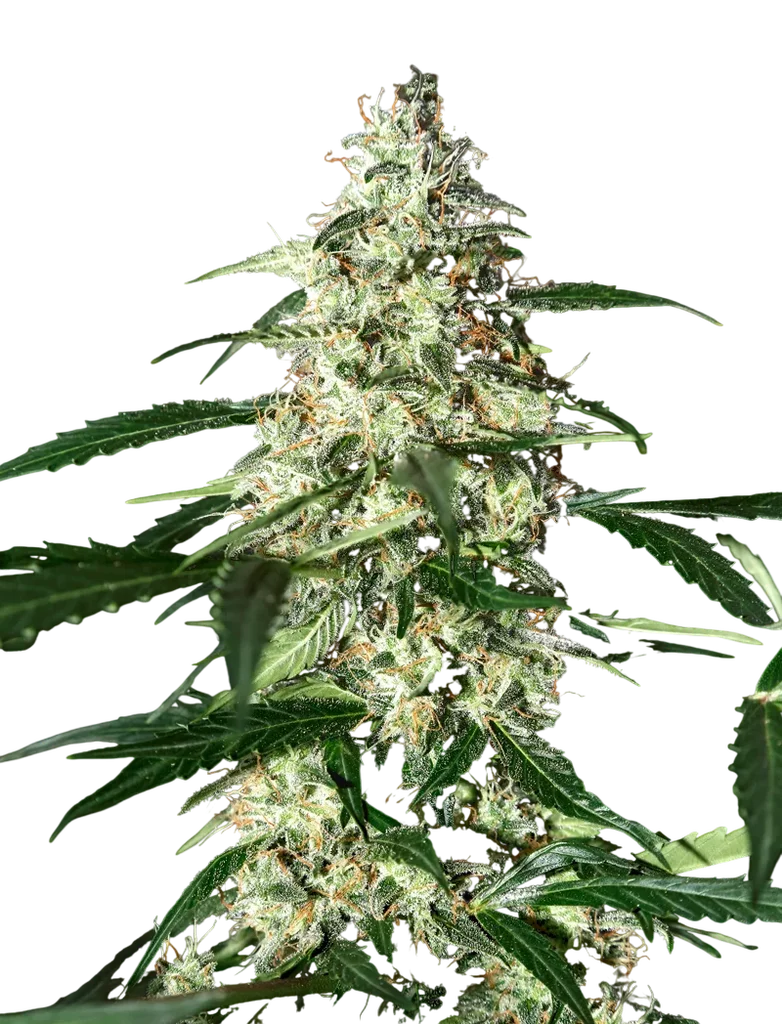 Skunk Auto – Produktansicht