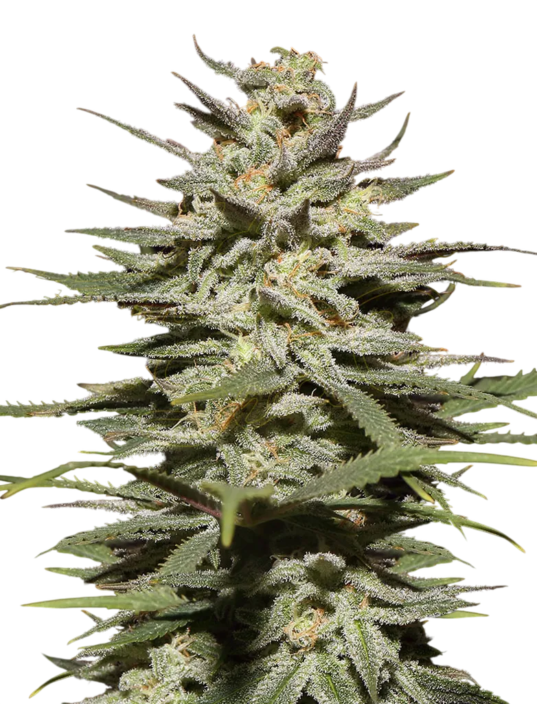 Super Lemon Haze CBD | PHOTOFEM | Greenhouse Seed Co.