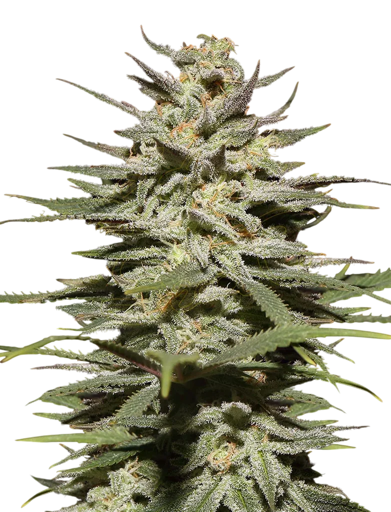 Super Lemon Haze CBD | PHOTOFEM | Greenhouse Seed Co.
